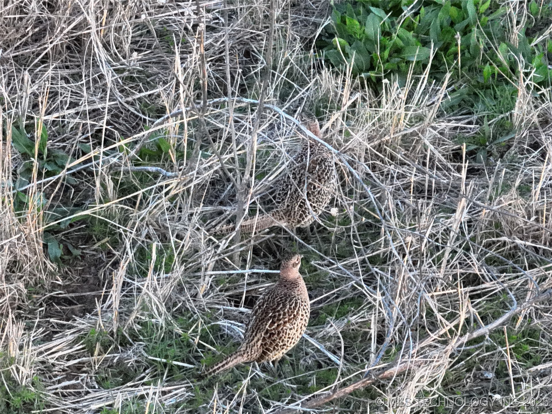 Prospect Avenue Property Photo 36