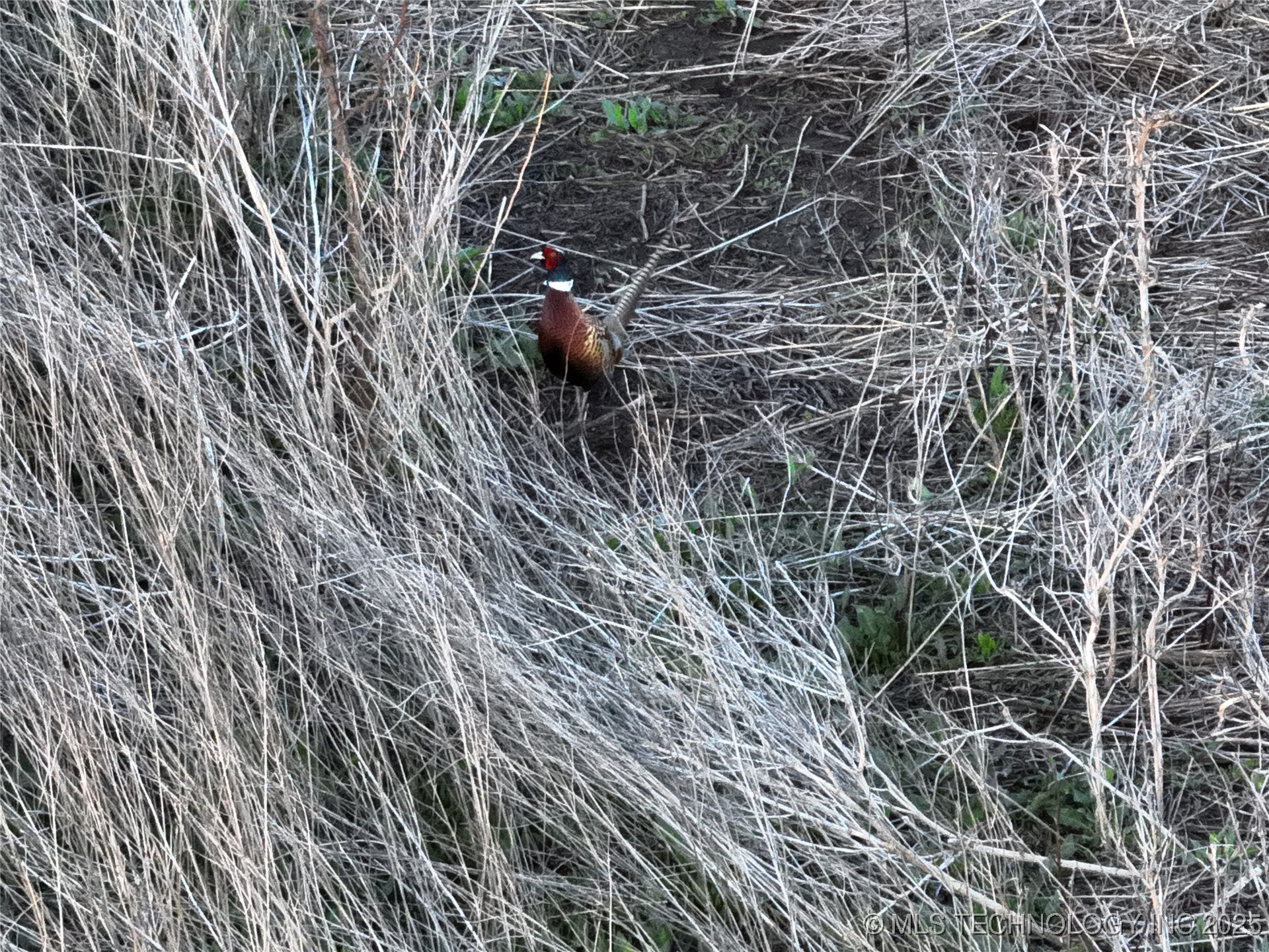 Prospect Avenue Property Photo 37