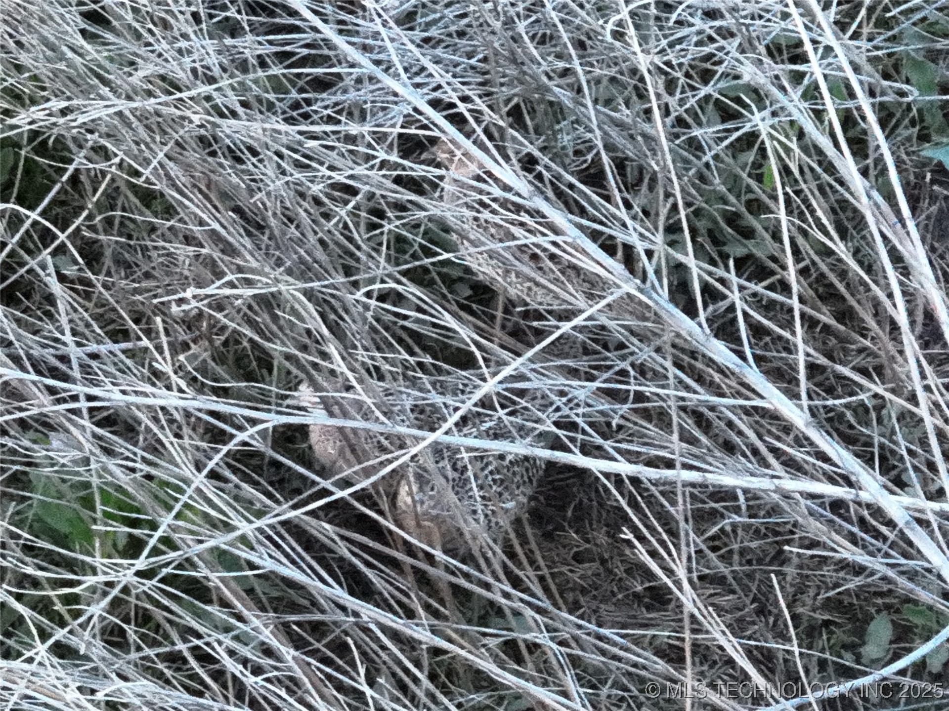 Prospect Avenue Property Photo 38