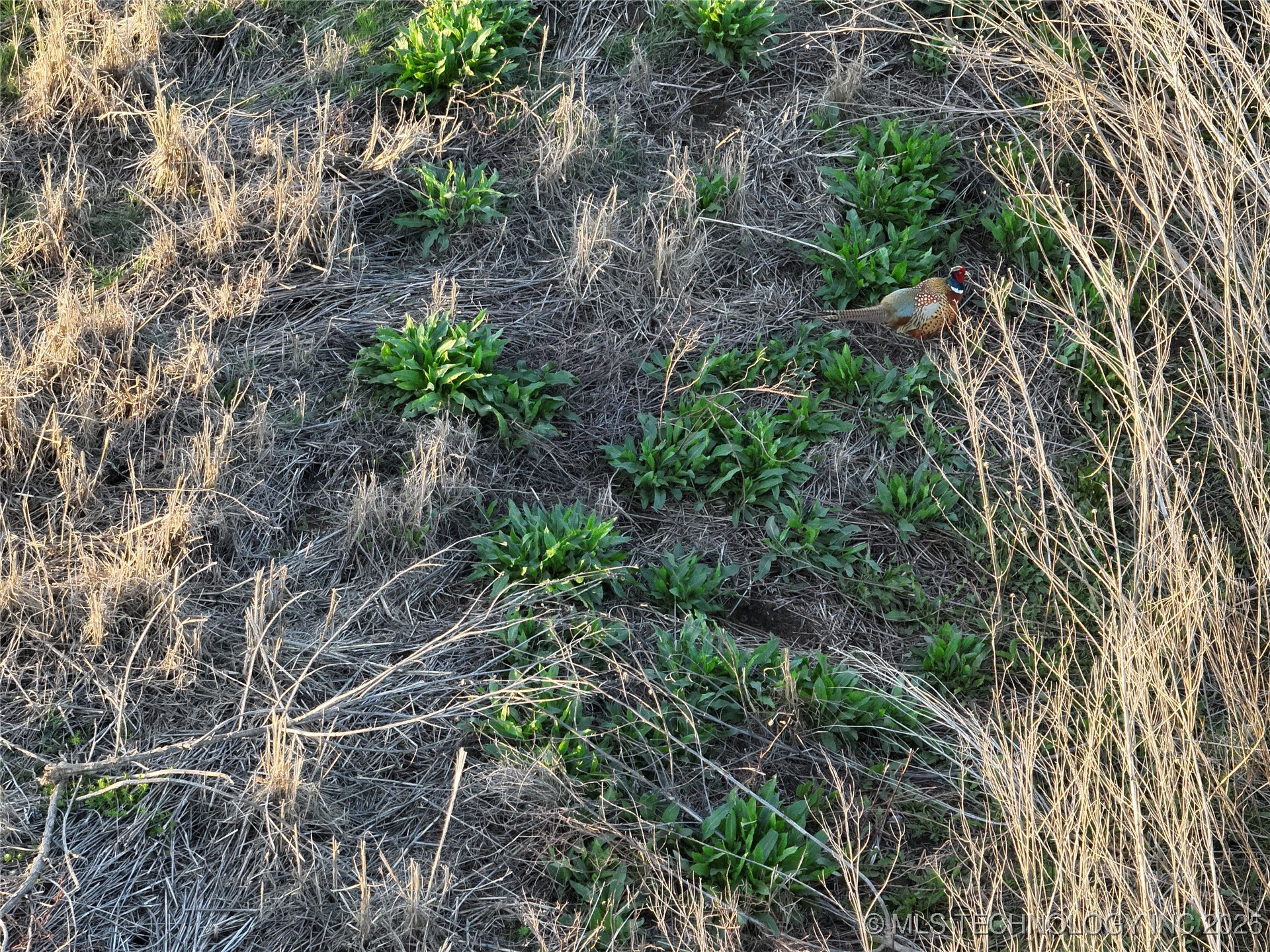 Prospect Avenue Property Photo 39