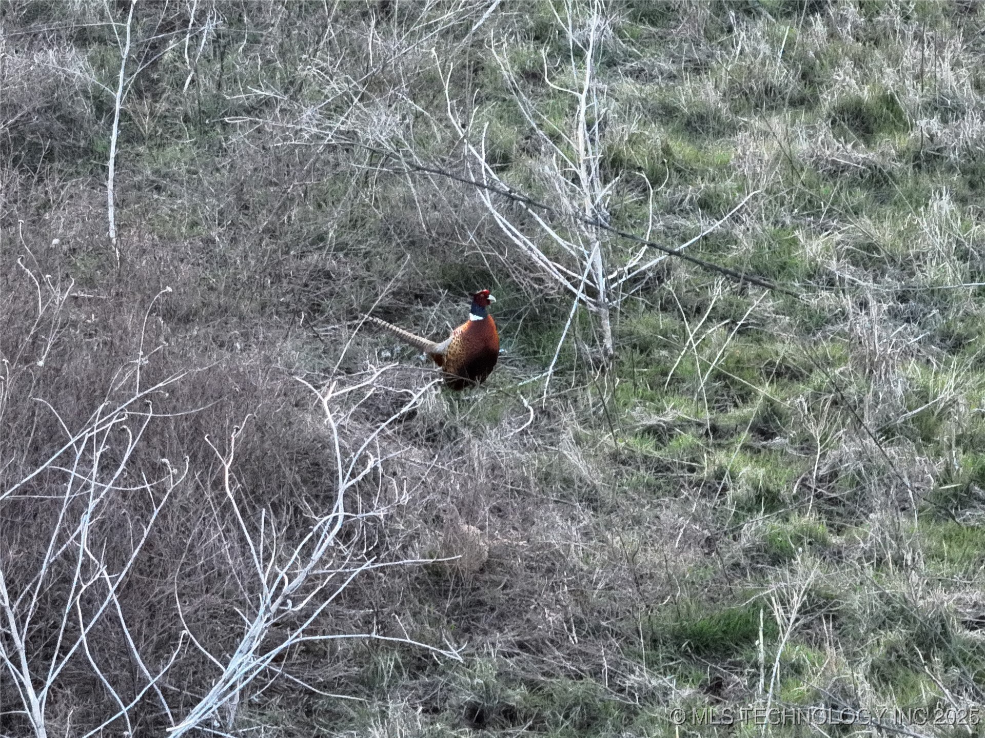 Prospect Property Photo 15