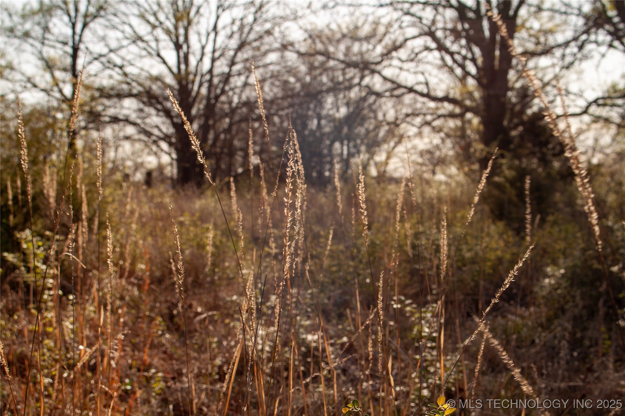 2521954 Property Photo 5