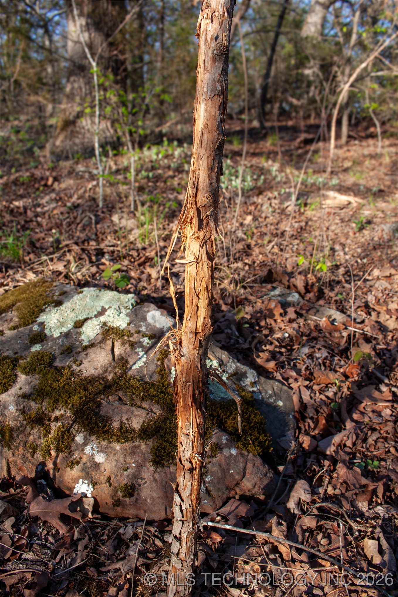 2521954 Property Photo 10