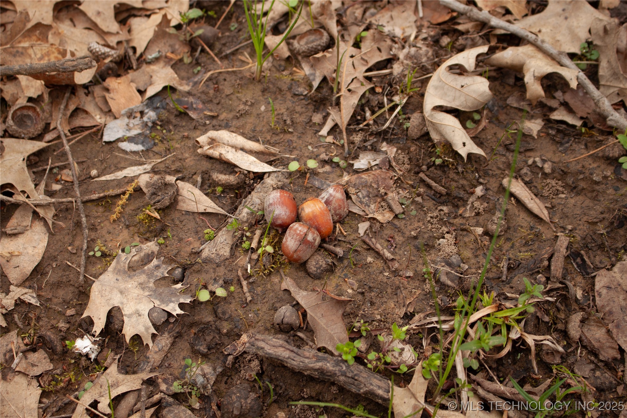 2521954 Property Photo 19