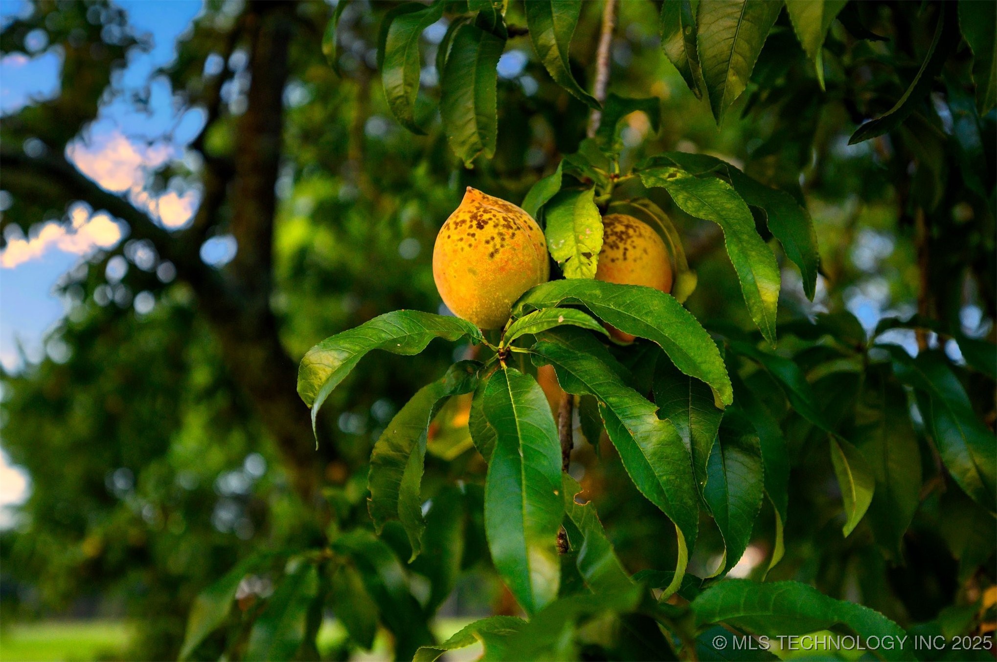 800 N Denison Road Property Photo 87