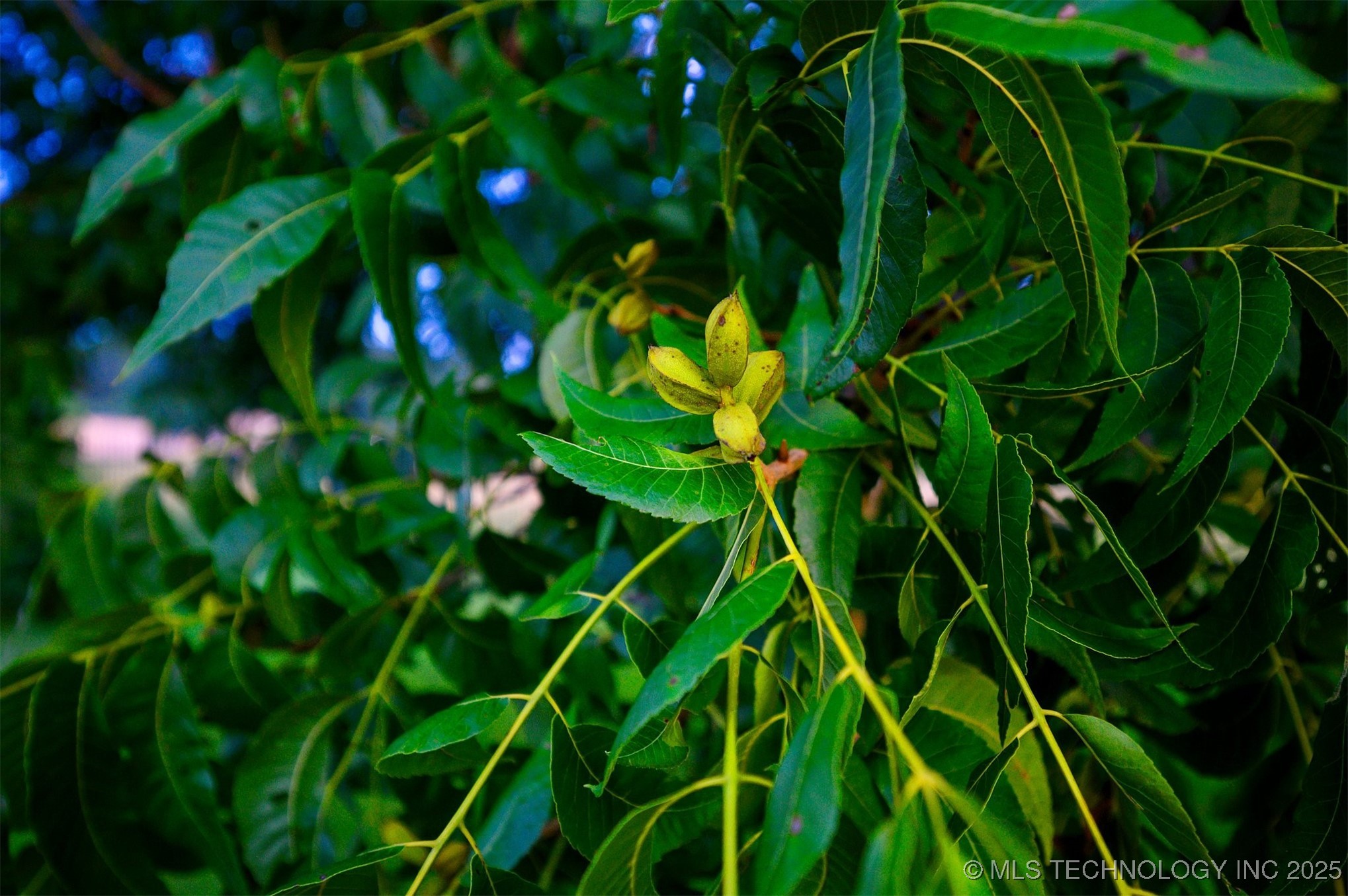 800 N Denison Road Property Photo 88