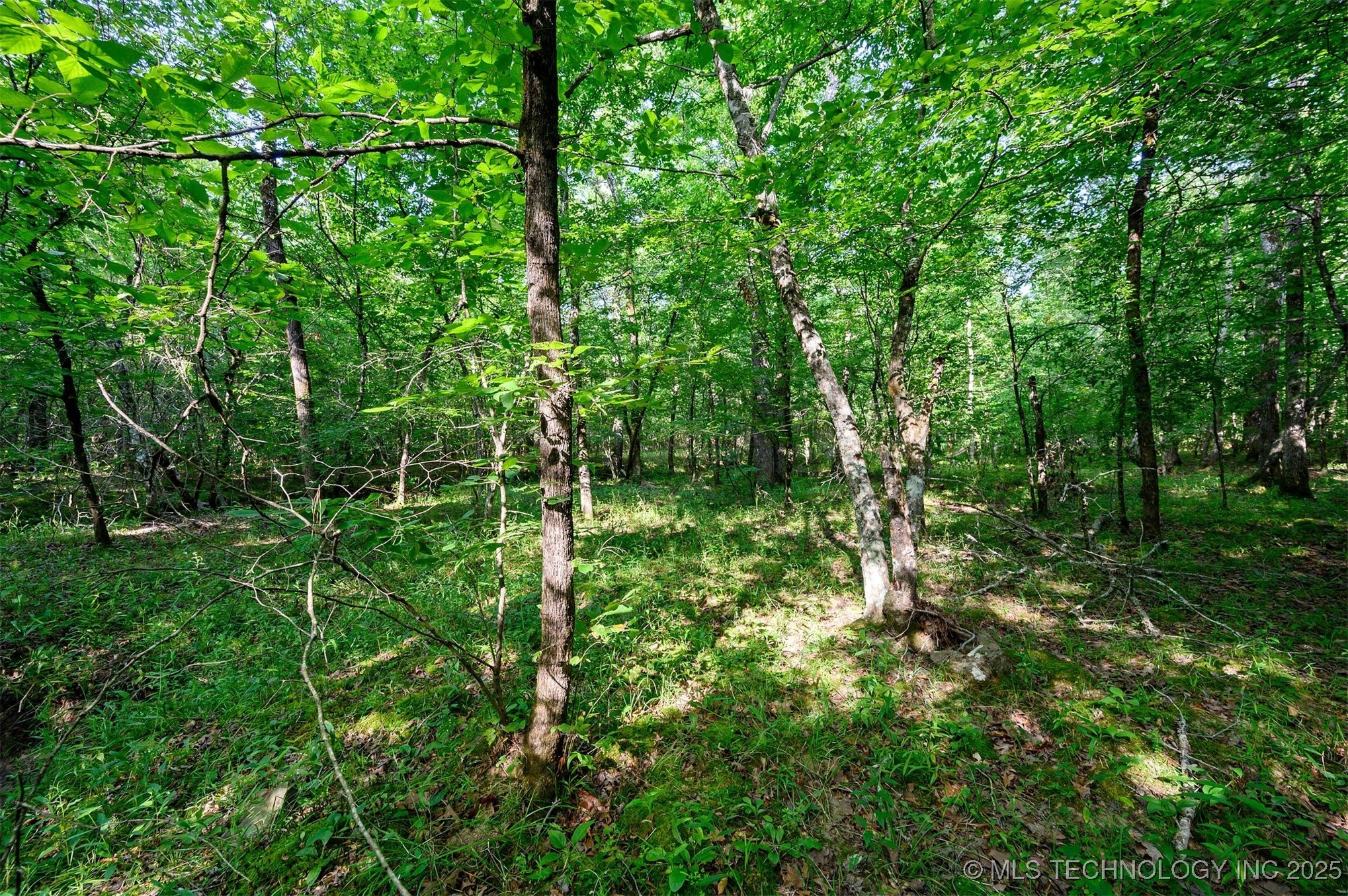 66 Aged Acacia Trail Property Photo 5