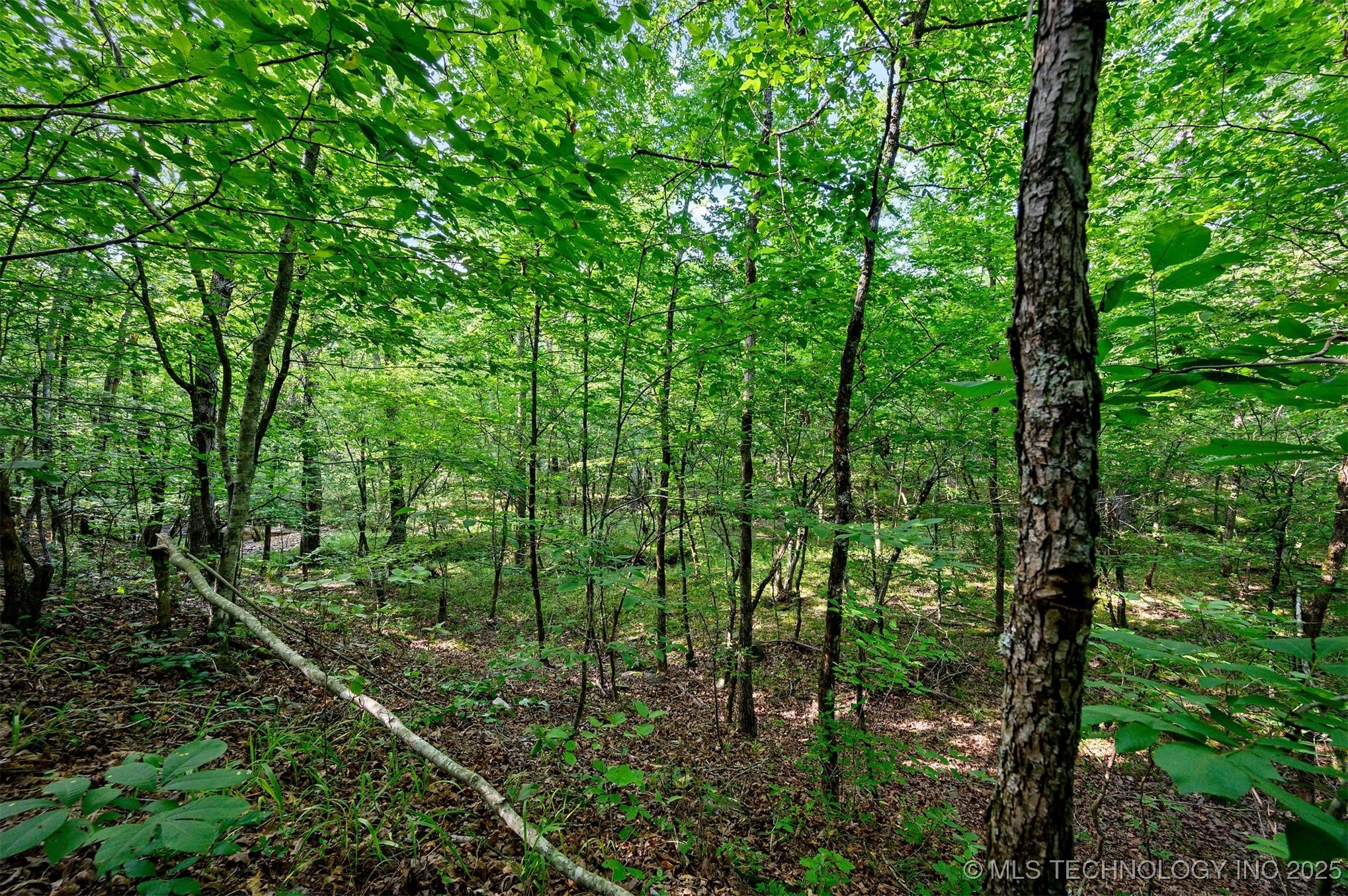 66 Aged Acacia Trail Property Photo 7