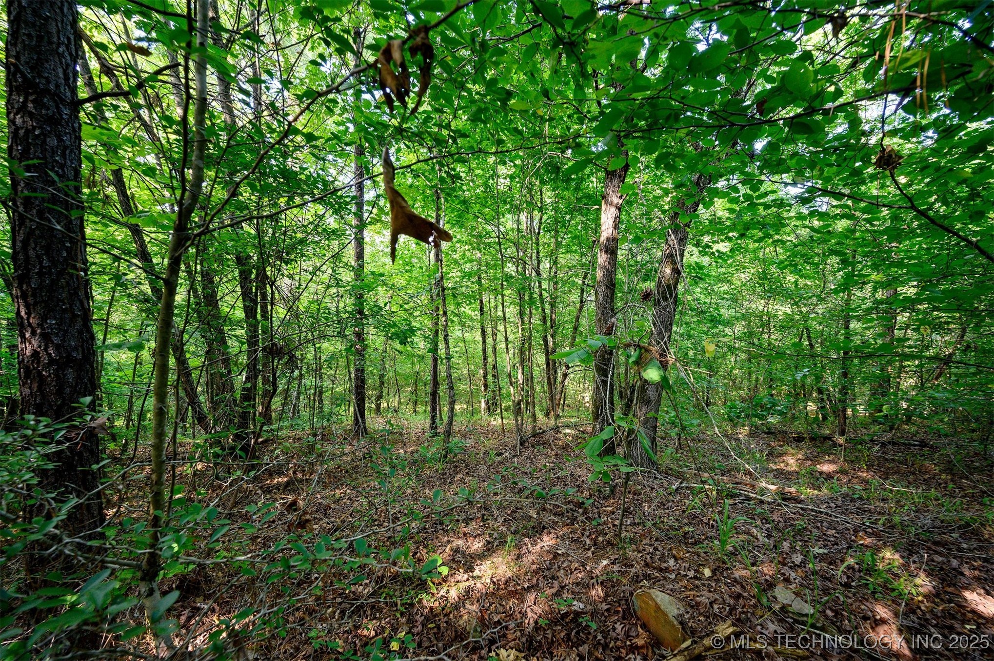 66 Aged Acacia Trail Property Photo 8