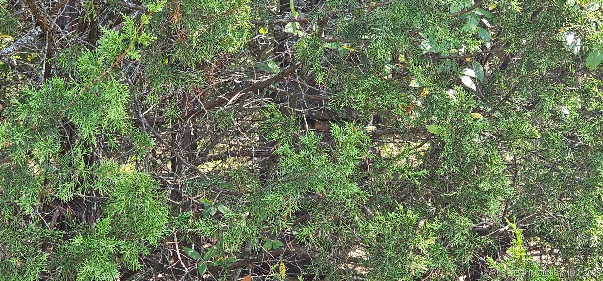 0000 Bootleg Property Photo 13