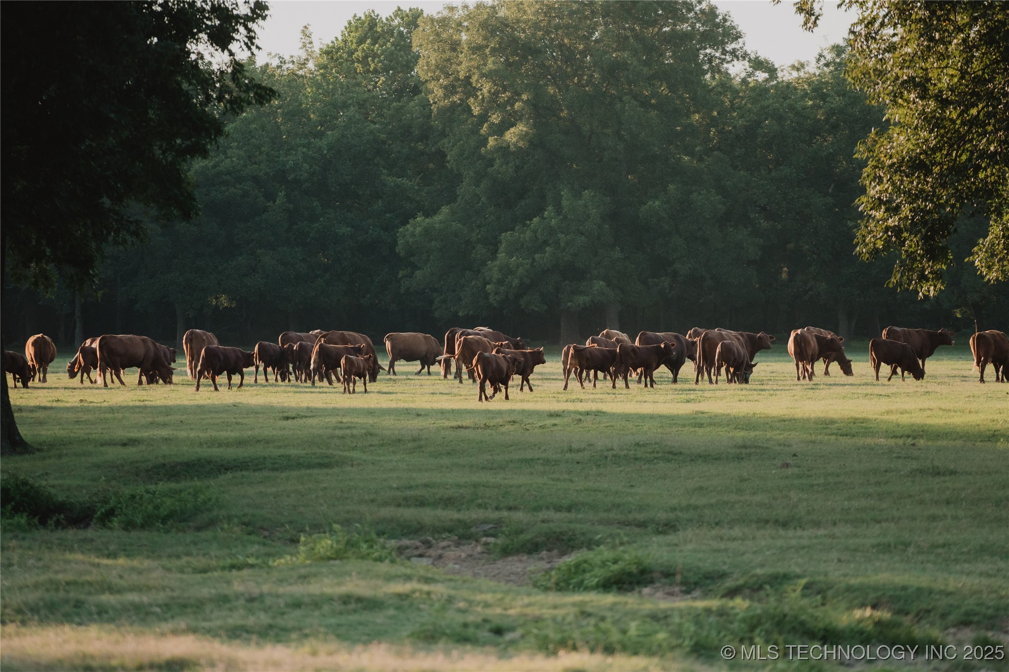 13067 Bristlecone Road Property Photo 5
