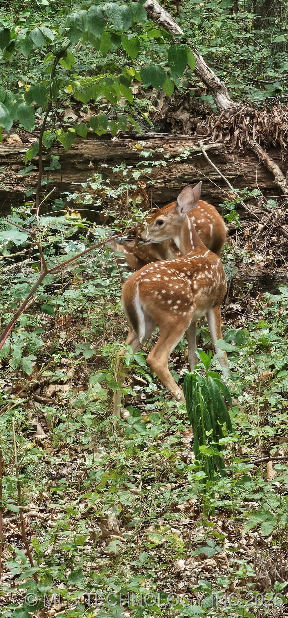 2824 New Prue Road Property Photo 46