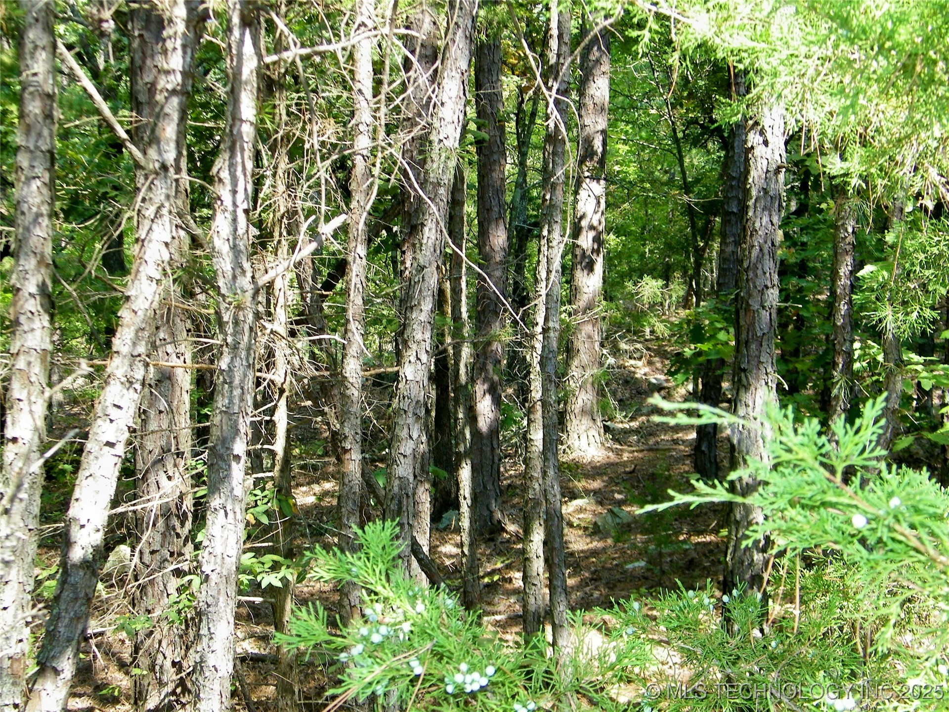 901 Sycamore Loop Property Photo 81