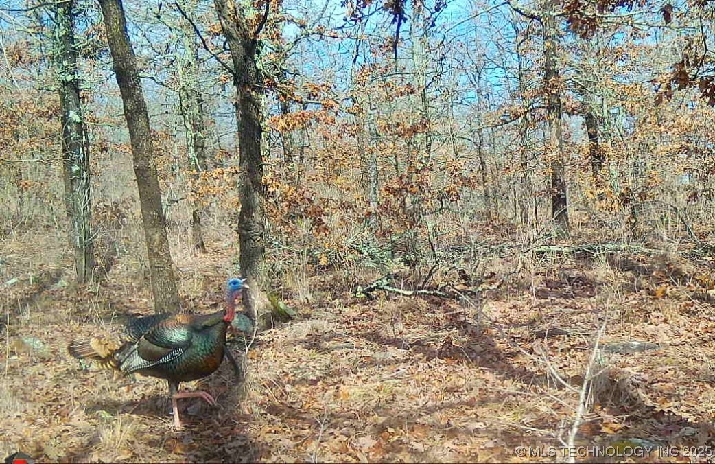 County Road 1170 Property Photo 1