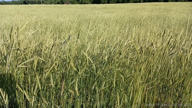 0 Macarthur Avenue Property Photo 3