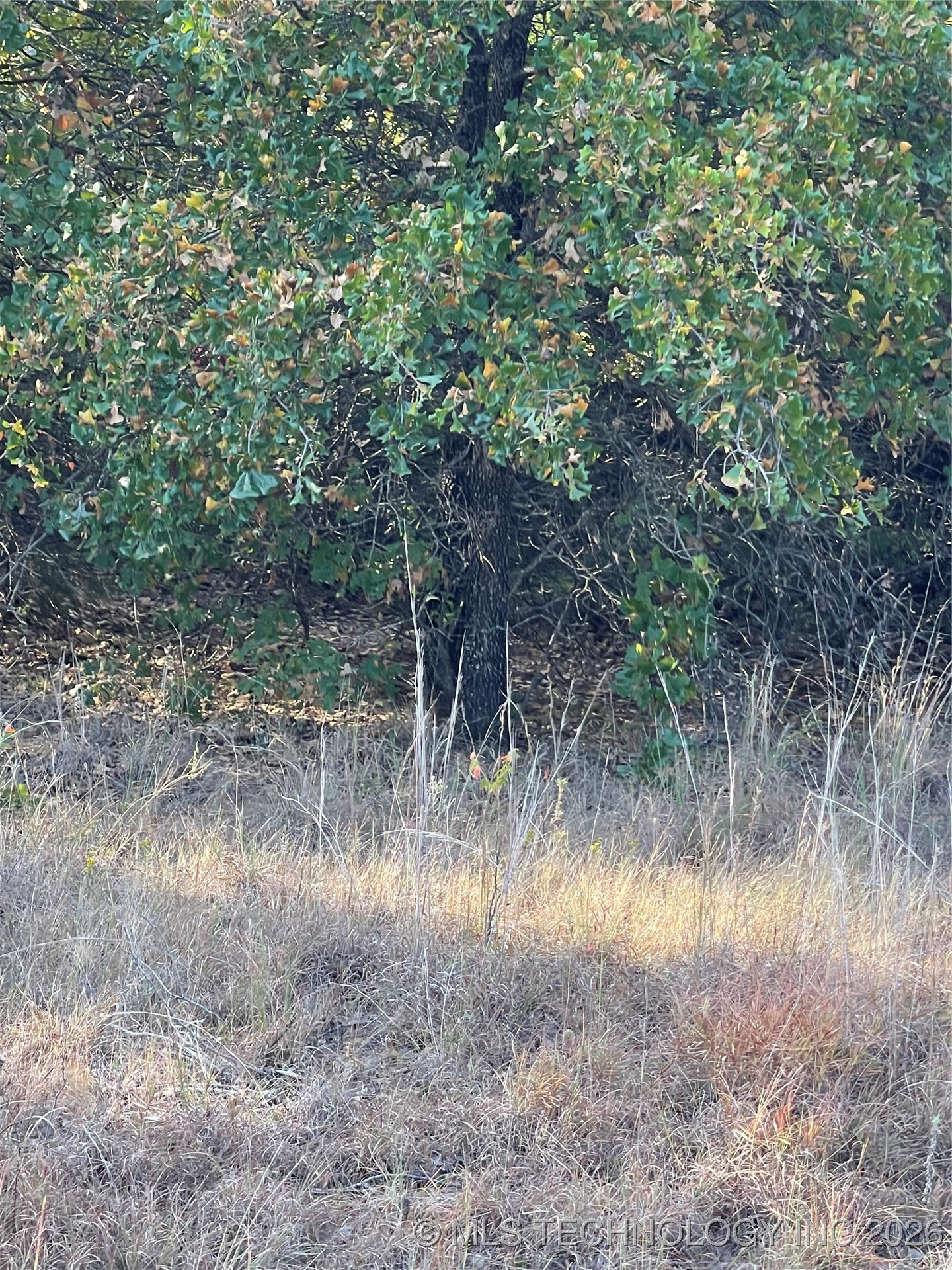 2615 S Mckenzie Property Photo 4