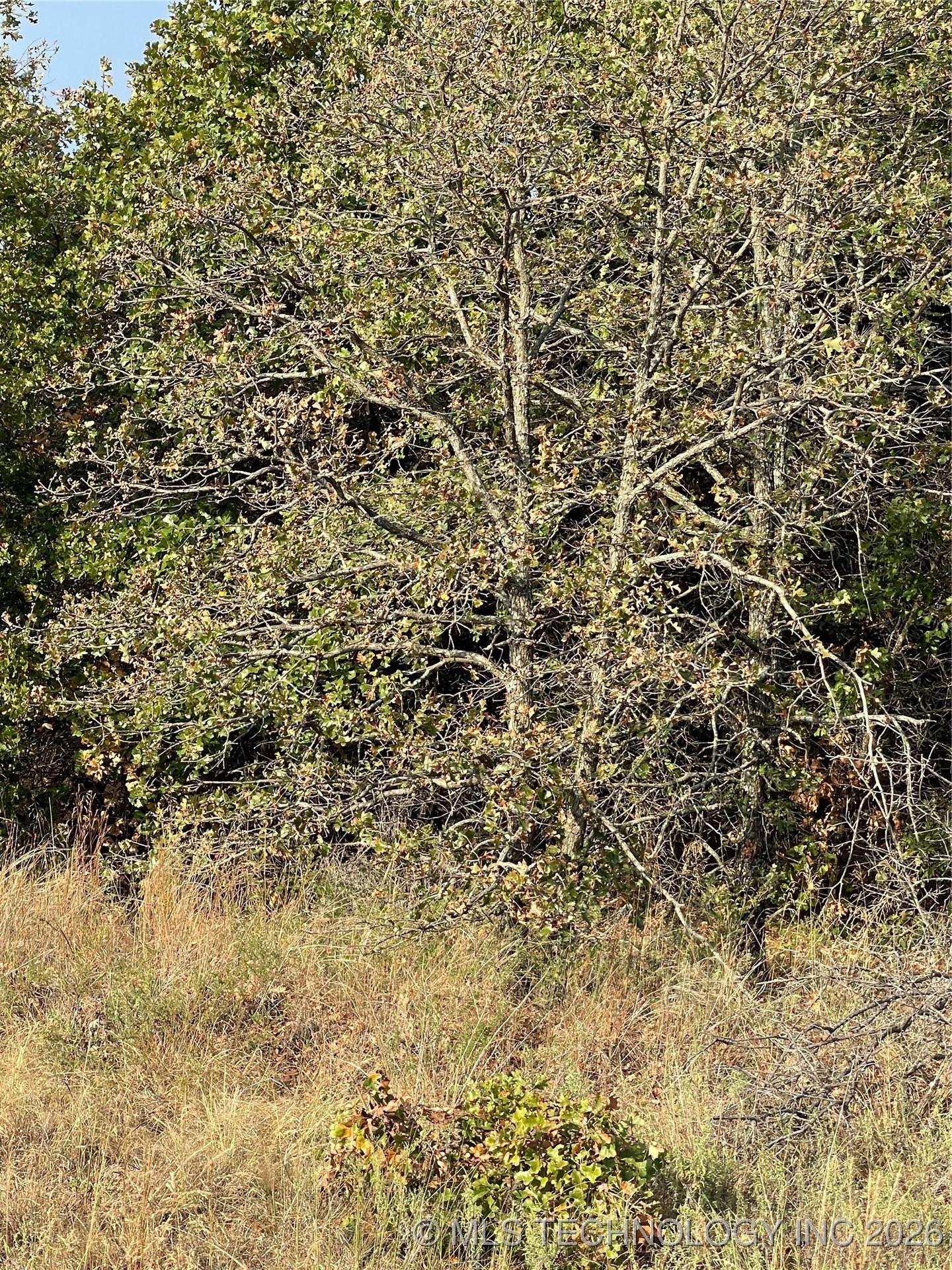 2623 S Mckenzie Property Photo 3