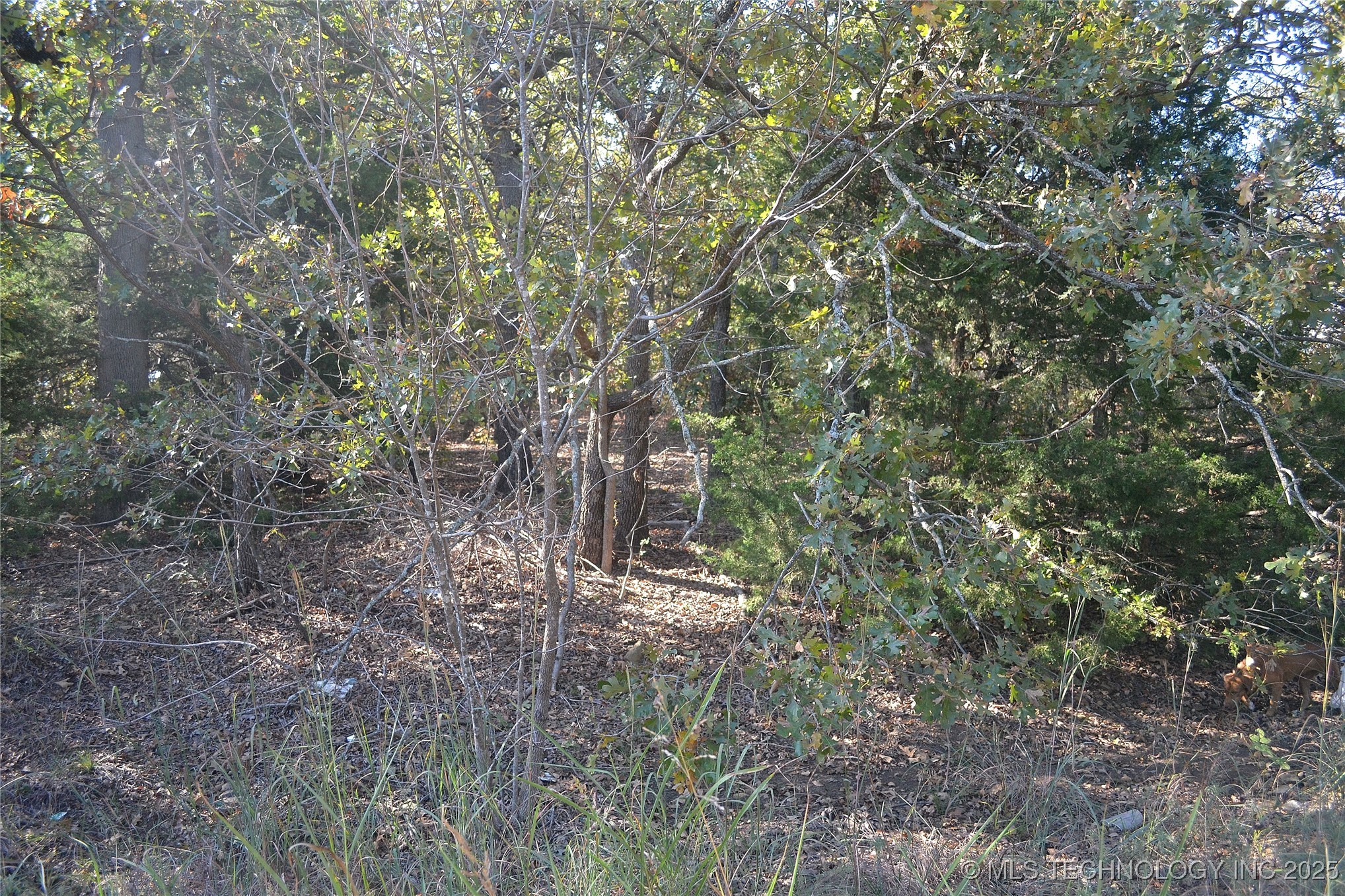 0001 Buffalo Pass Property Photo 5