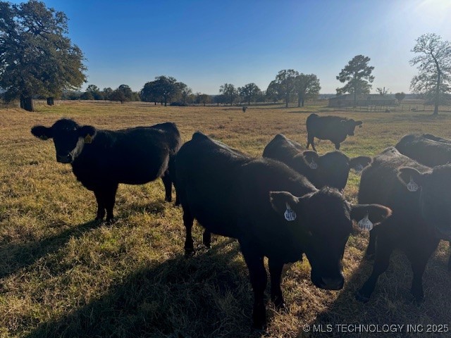 12565 White Rose Road Property Photo 9