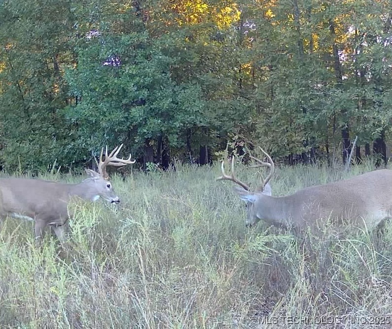 33rd Street Property Photo 15