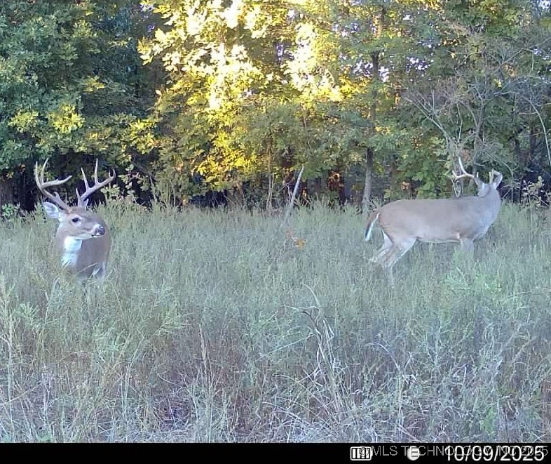 33rd Street Property Photo 54