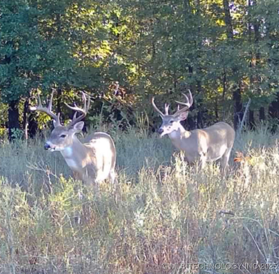 33rd Street Property Photo 58