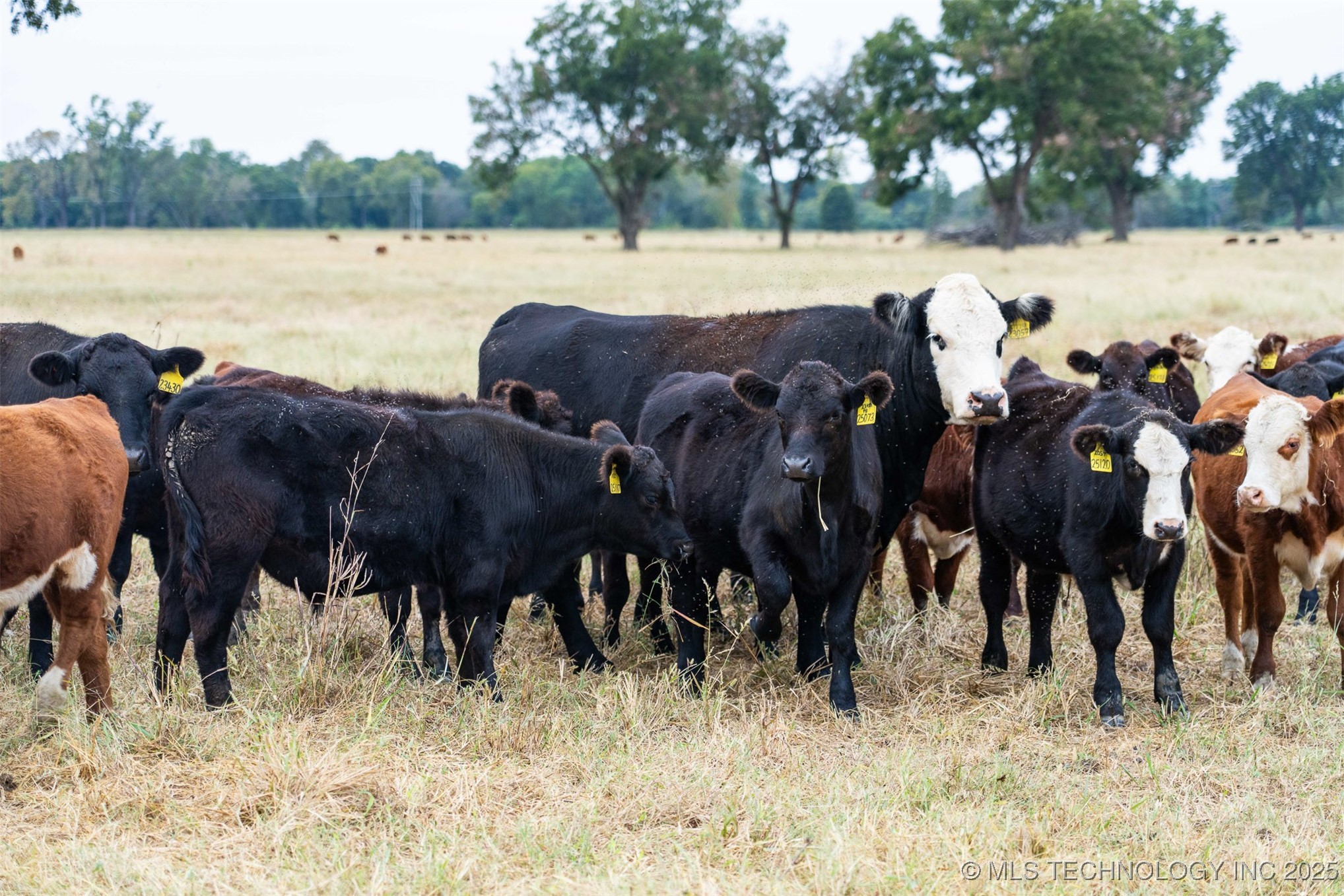 Hwy 16 Property Photo 71