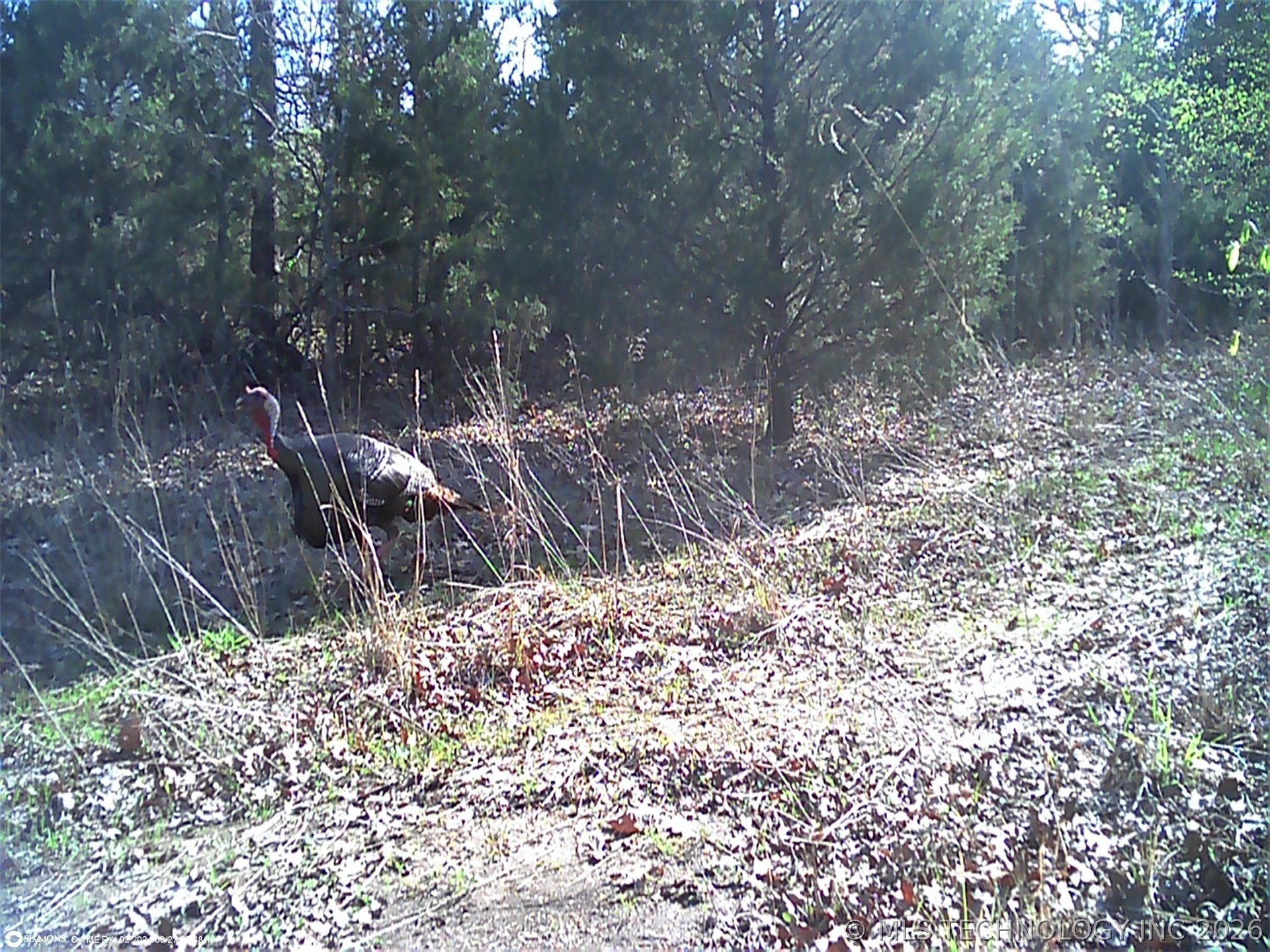 Fig Road Property Photo 60