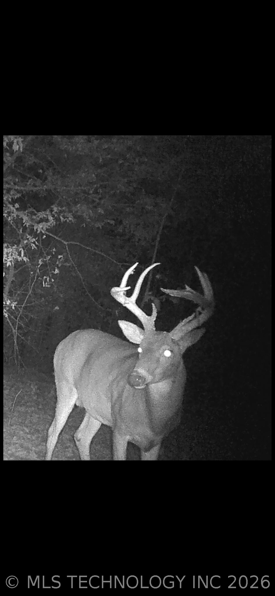 Fig Road Property Photo 66