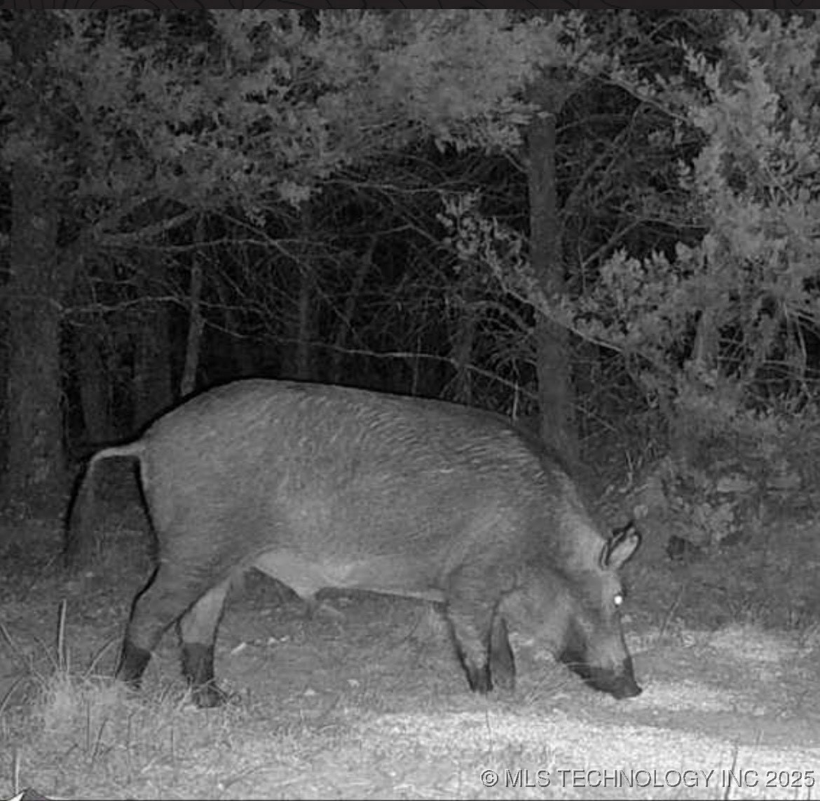 25 Tram Trail Property Photo 19