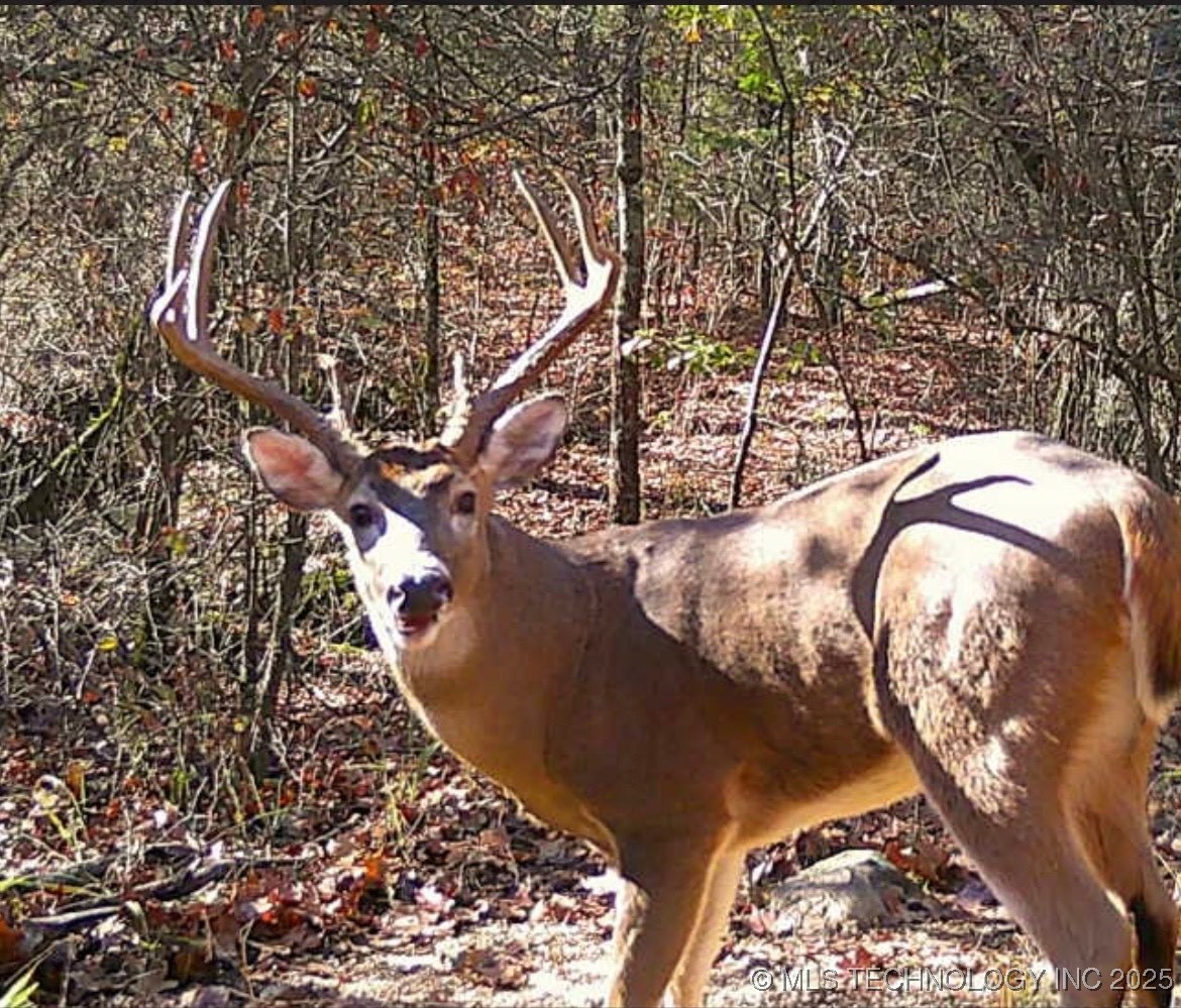 25 Tram Trail Property Photo 21