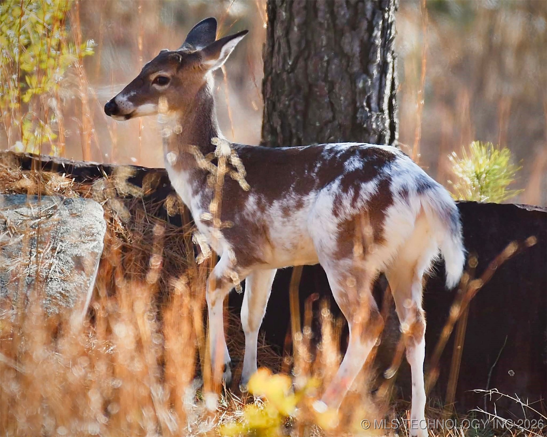 49536 State Highway 82 Property Photo 11