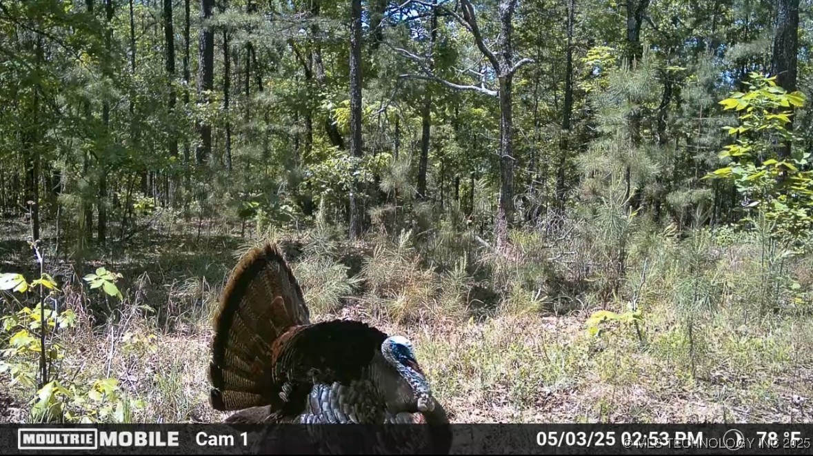 1 Hulsey Prairie Property Photo 6