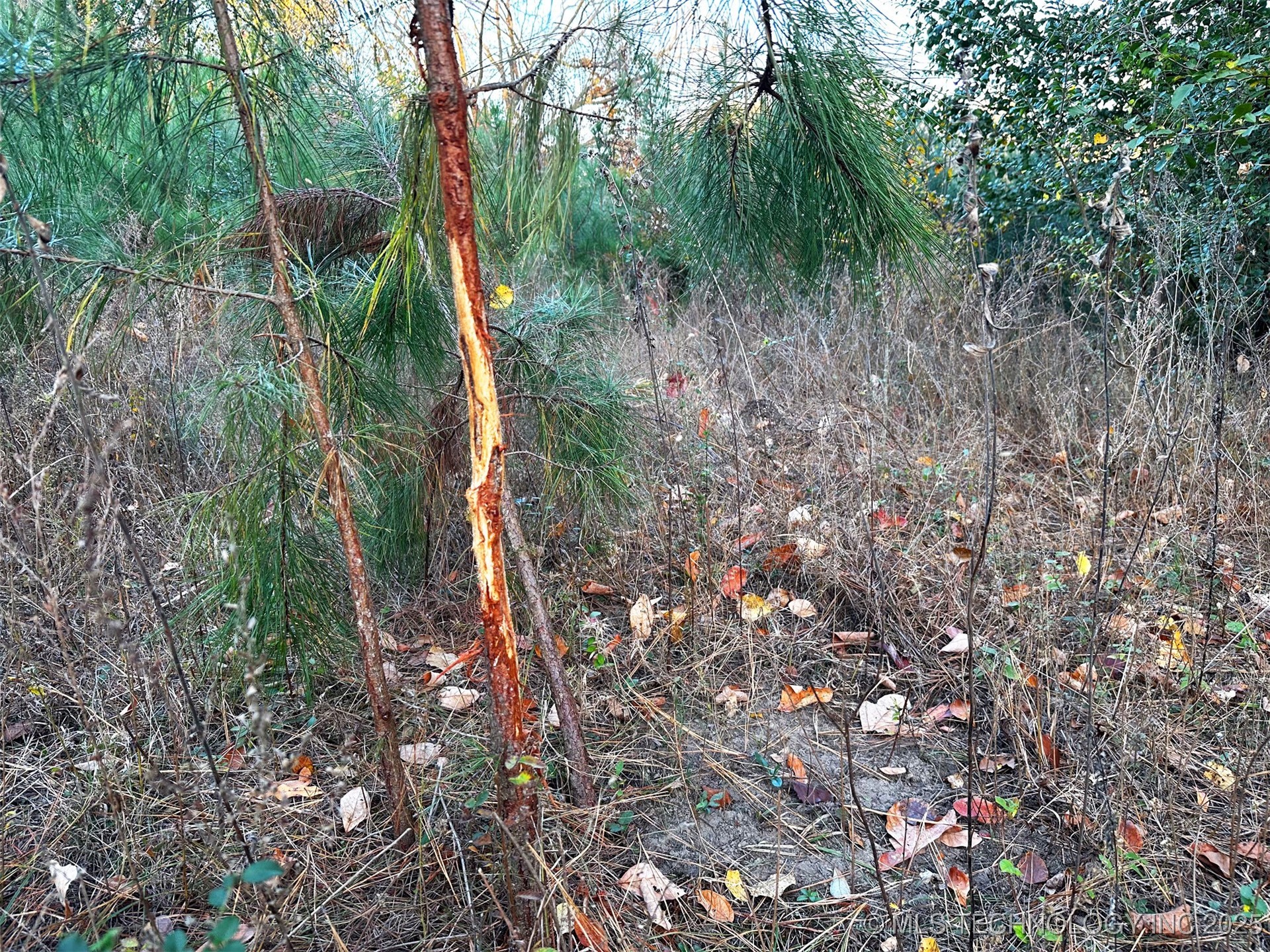 000 Ward Street Property Photo 20