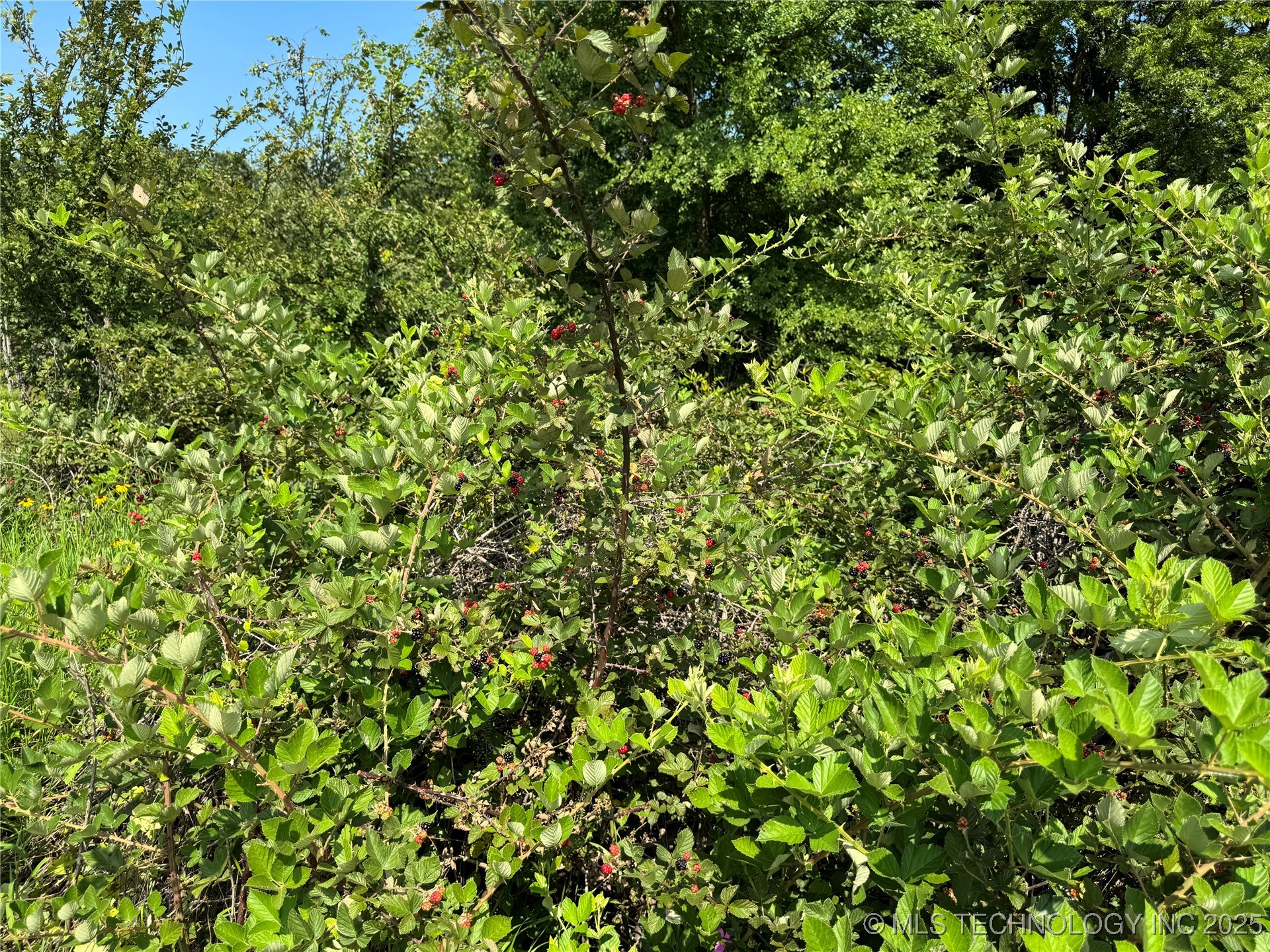 758 S Buffalo Road Property Photo 8