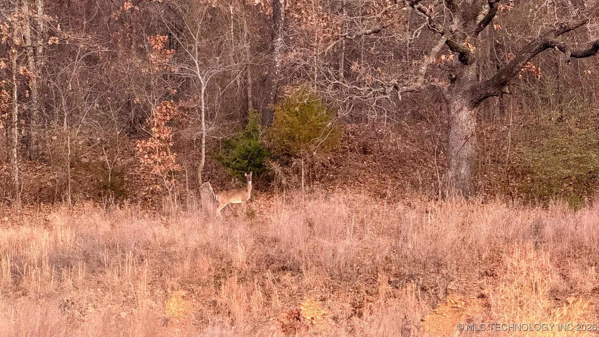 1100 Etchison Road Property Photo 42