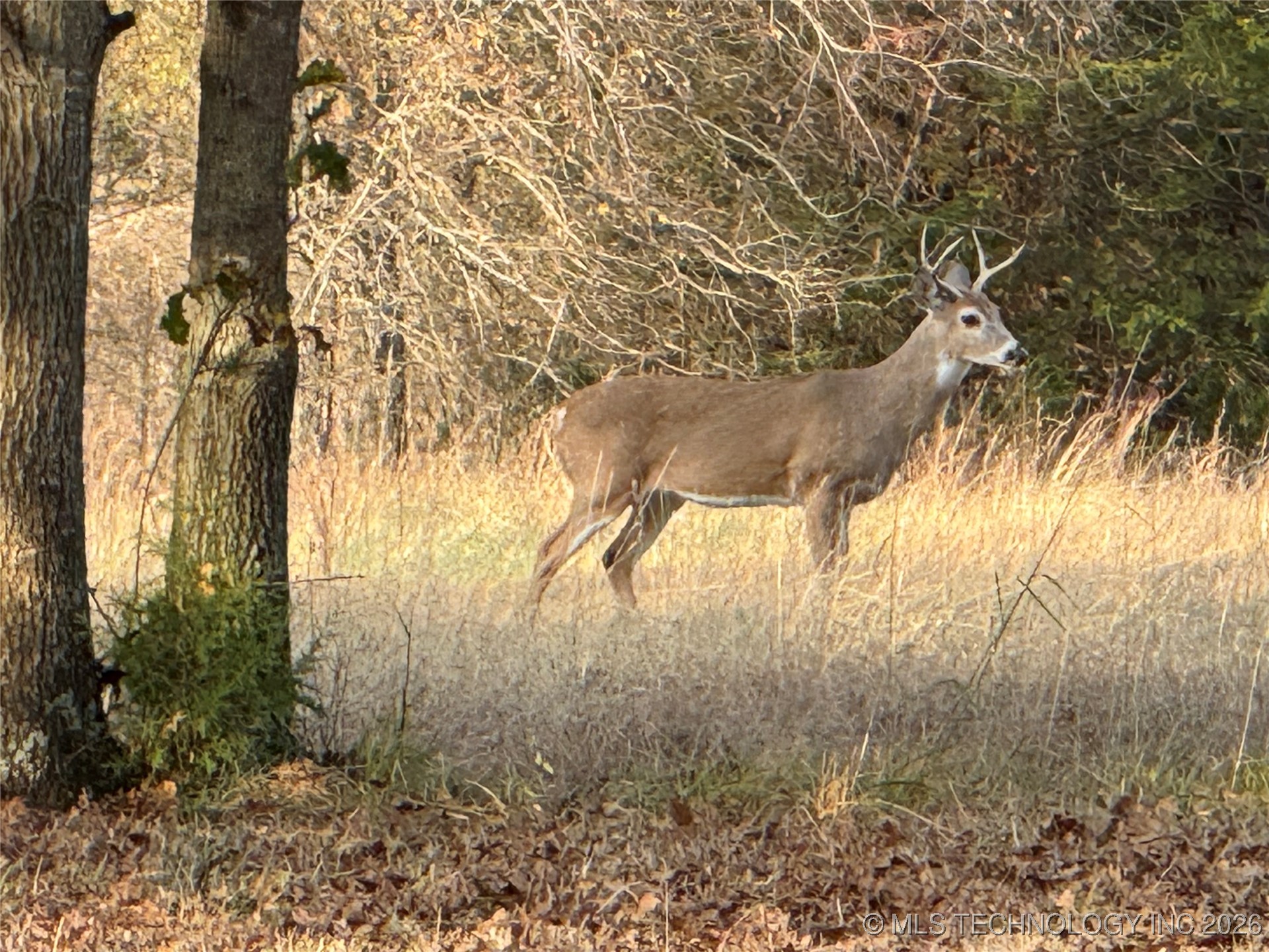 575 Majestic Hills Property Photo 92
