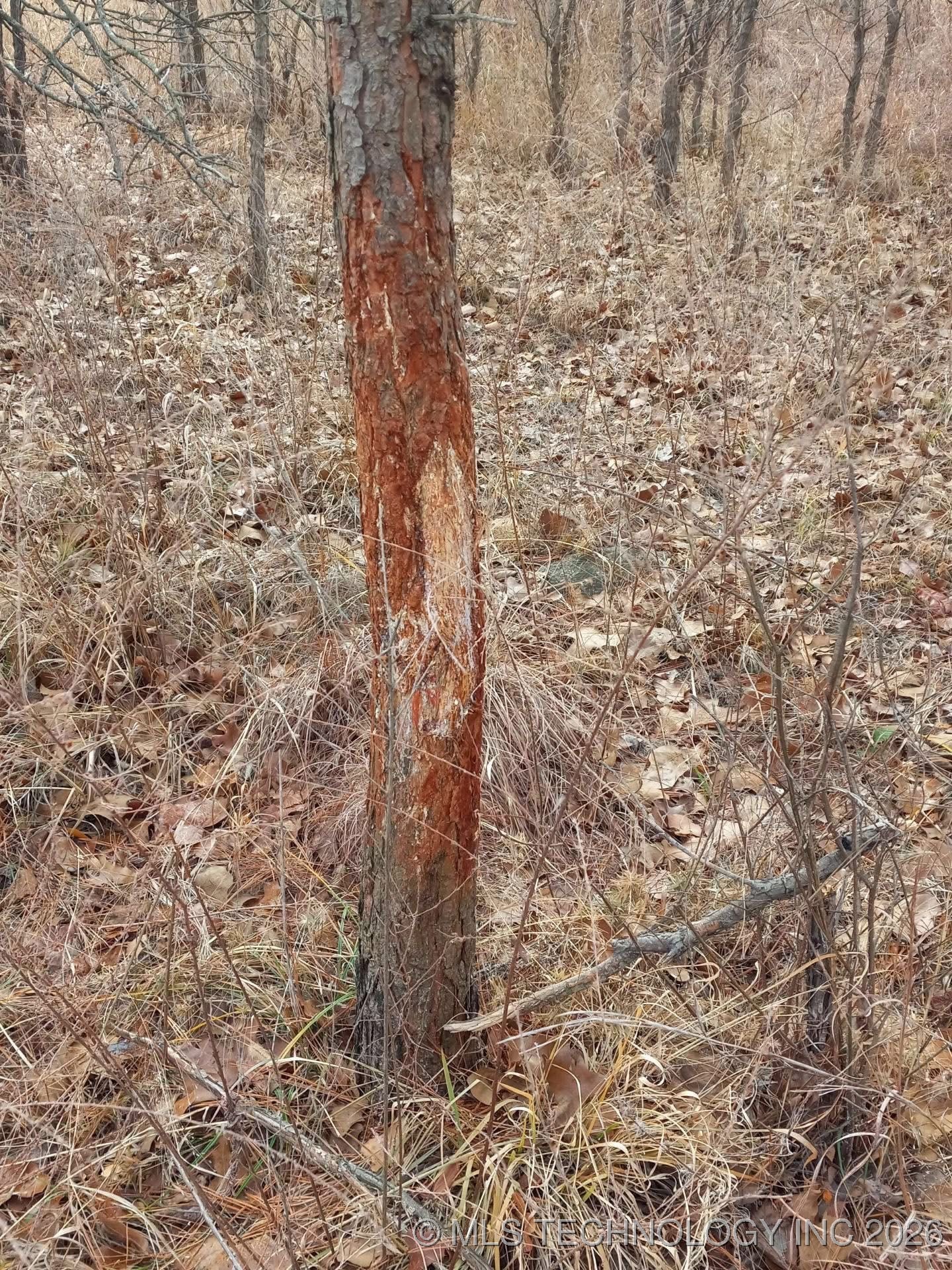 2600638 Property Photo 13