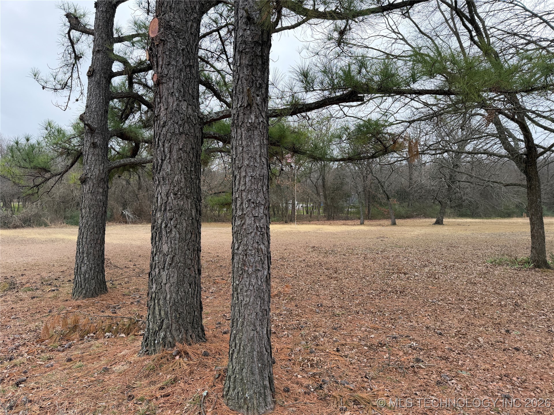 Forest Lane Property Photo 3