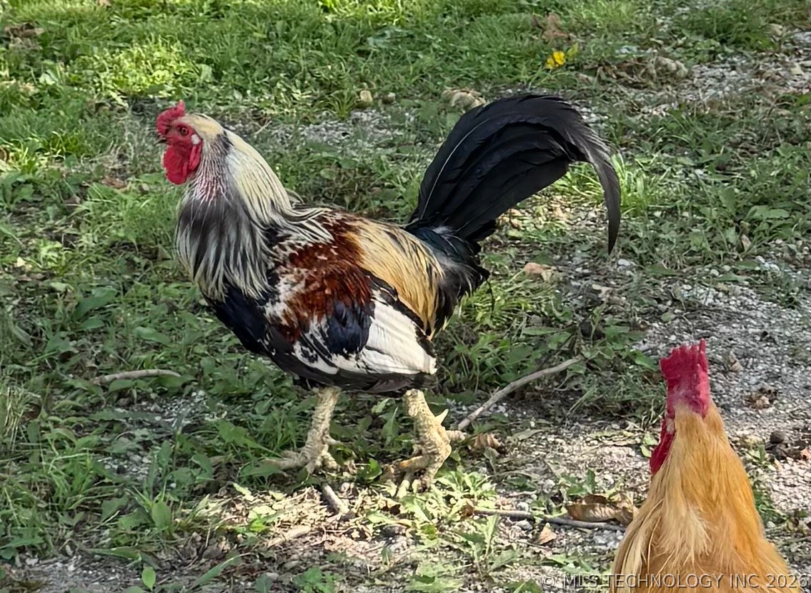 17405 S Garnett Road Property Photo 91