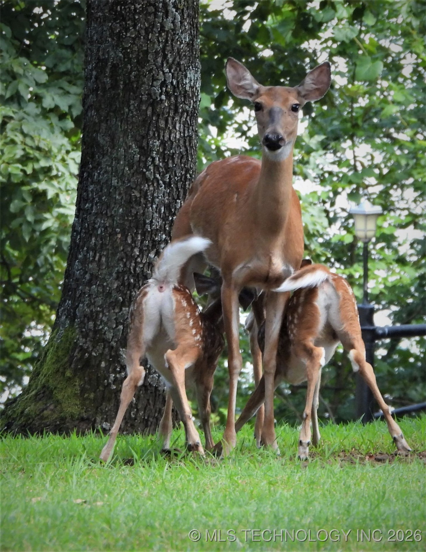 419074 E 1156 Property Photo 4