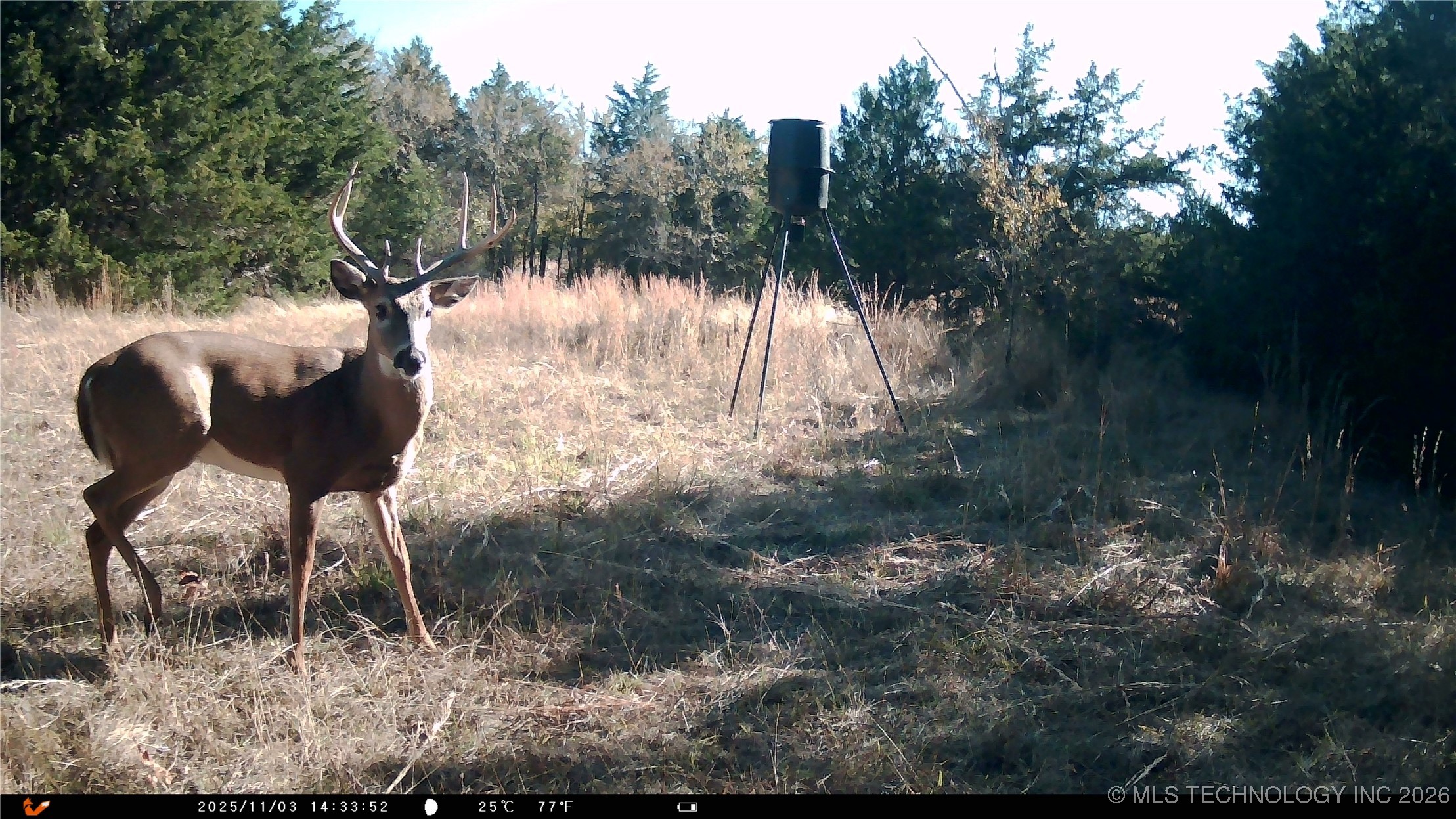 Cabiness Property Photo 17