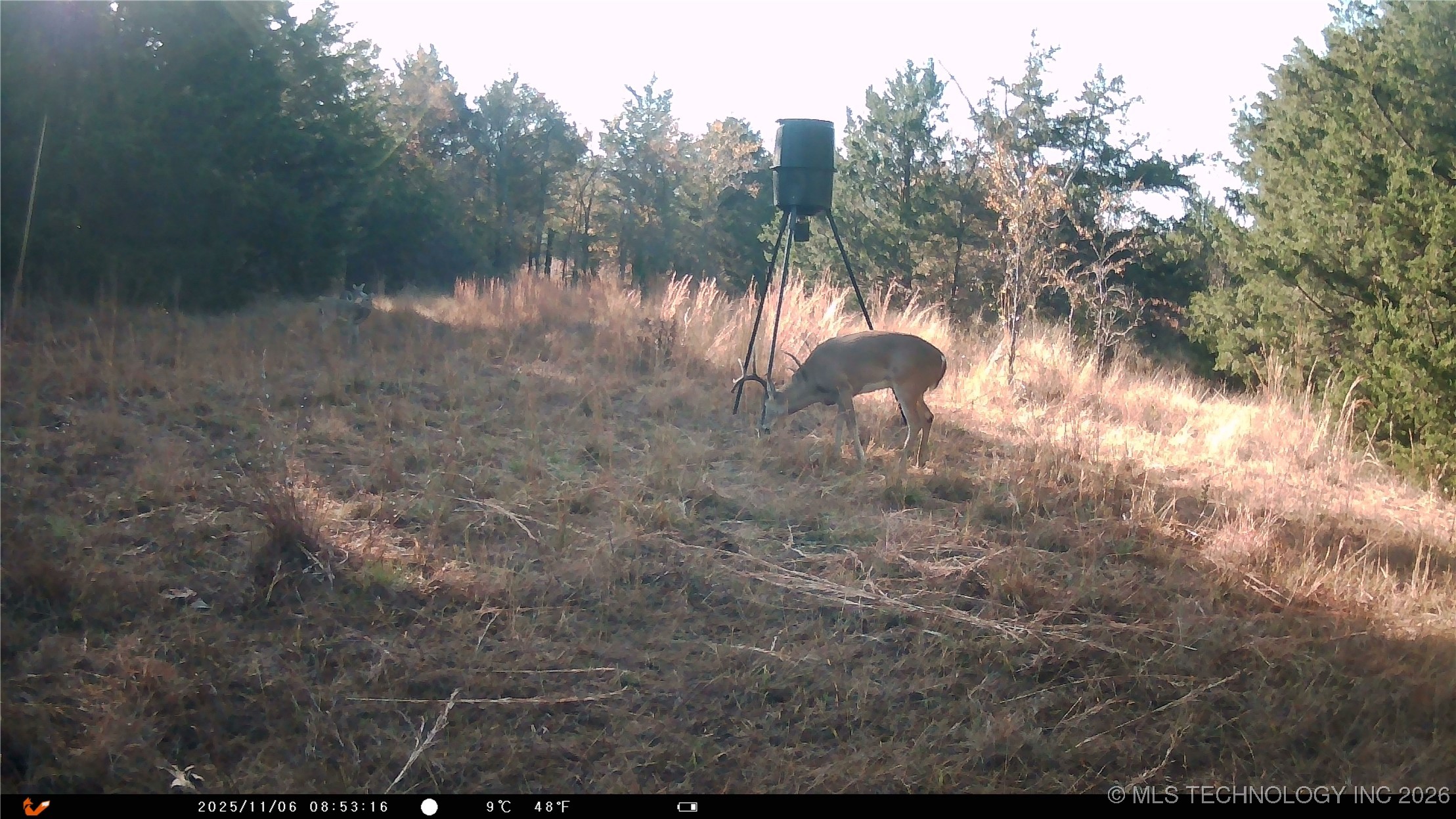 Cabiness Property Photo 22