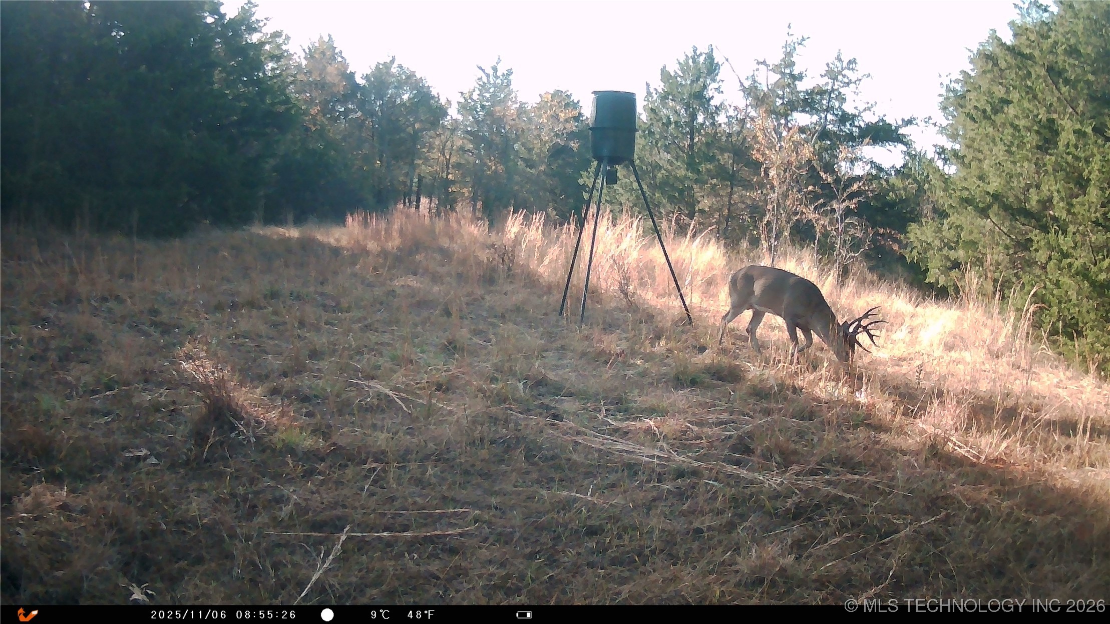 Cabiness Property Photo 23