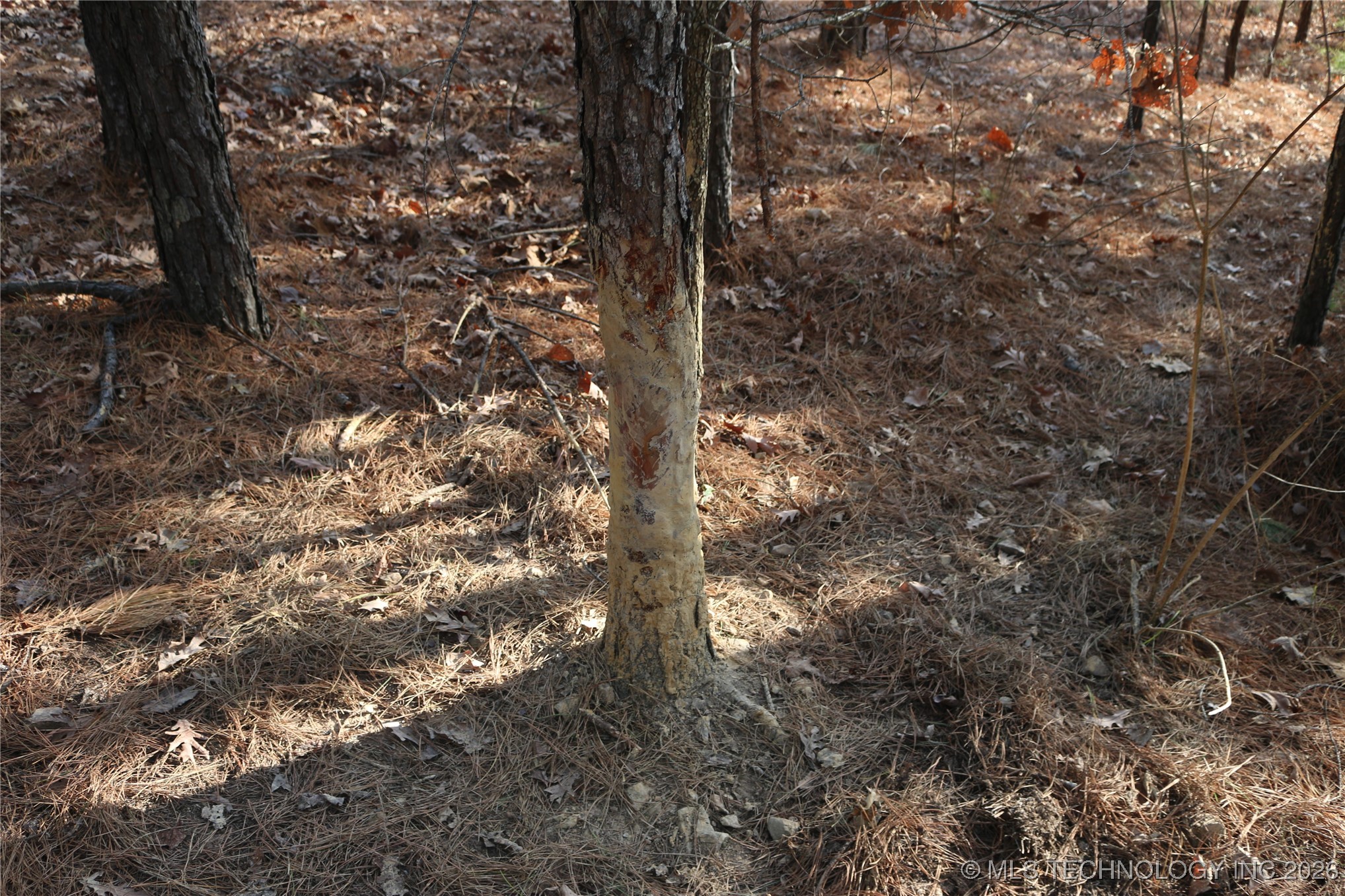 Marsh Loop Loop Property Photo 37