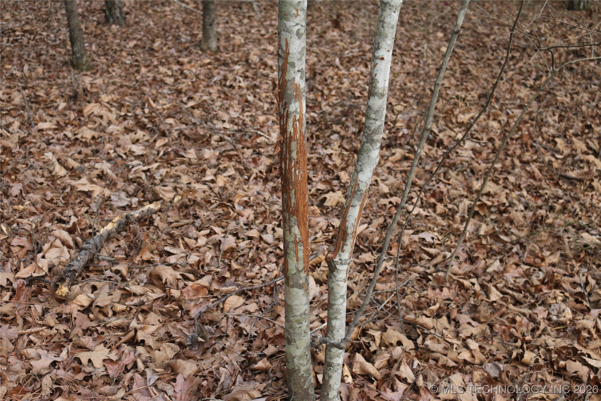 Marsh Loop Loop Property Photo 64