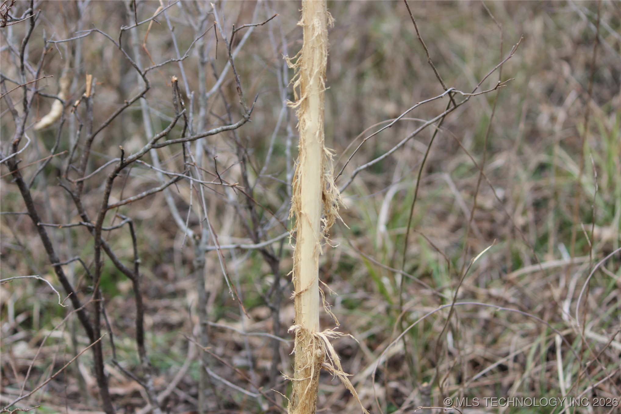 2604016 Property Photo 3