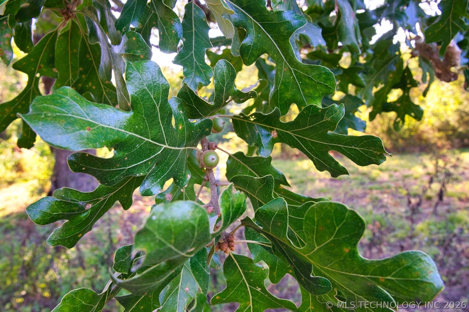 2604284 Property Photo 10