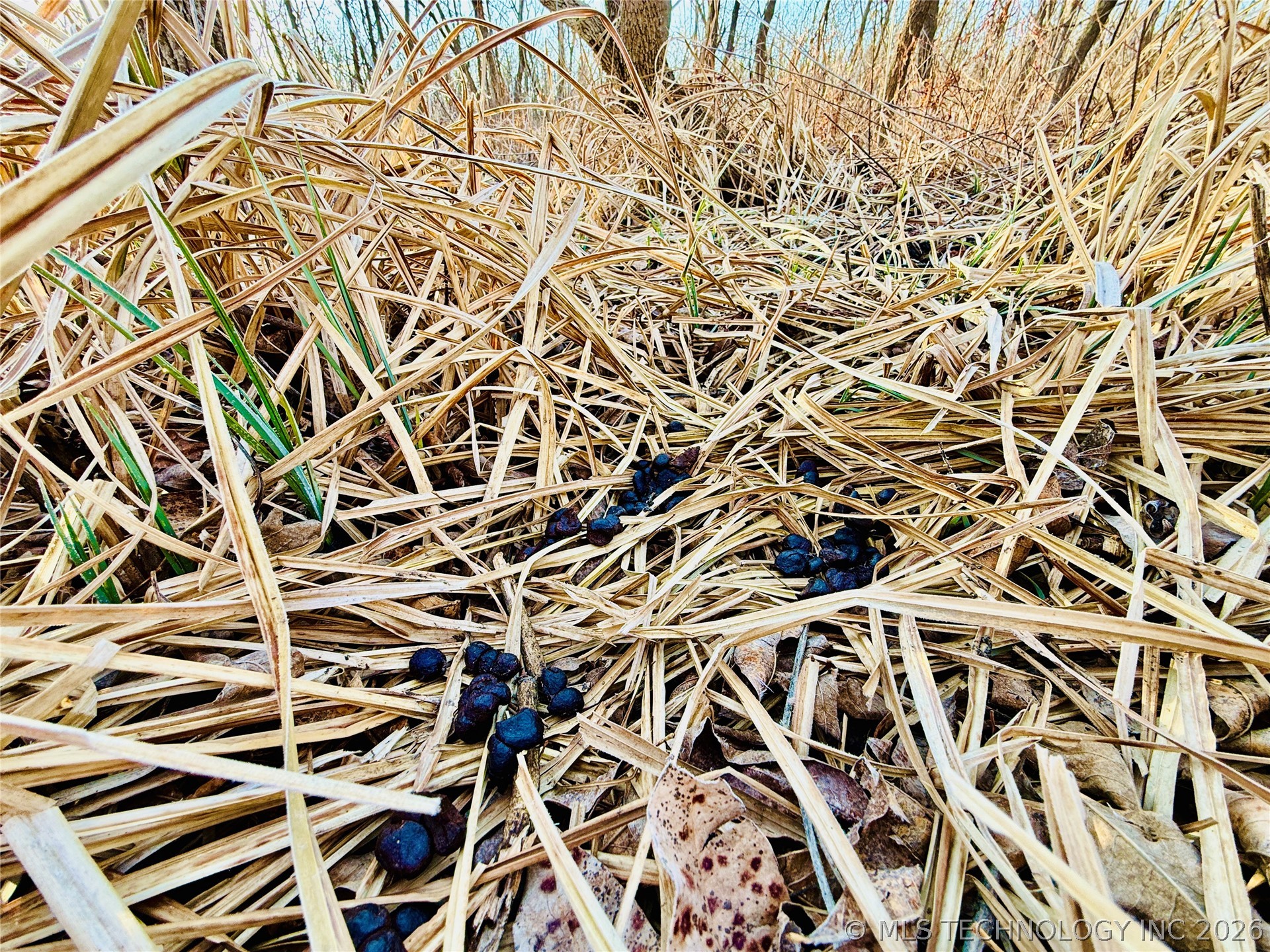 16640 Hwy 123 Road Property Photo 38