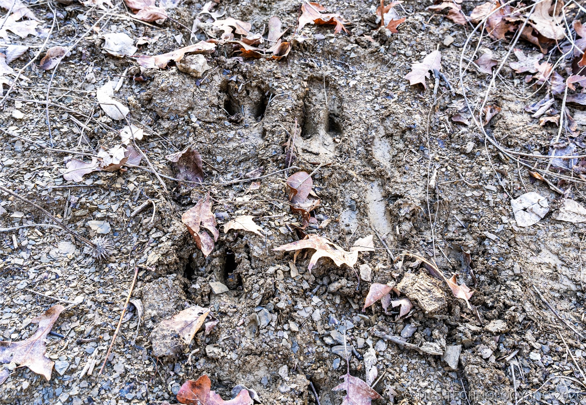 2604860 Property Photo 6